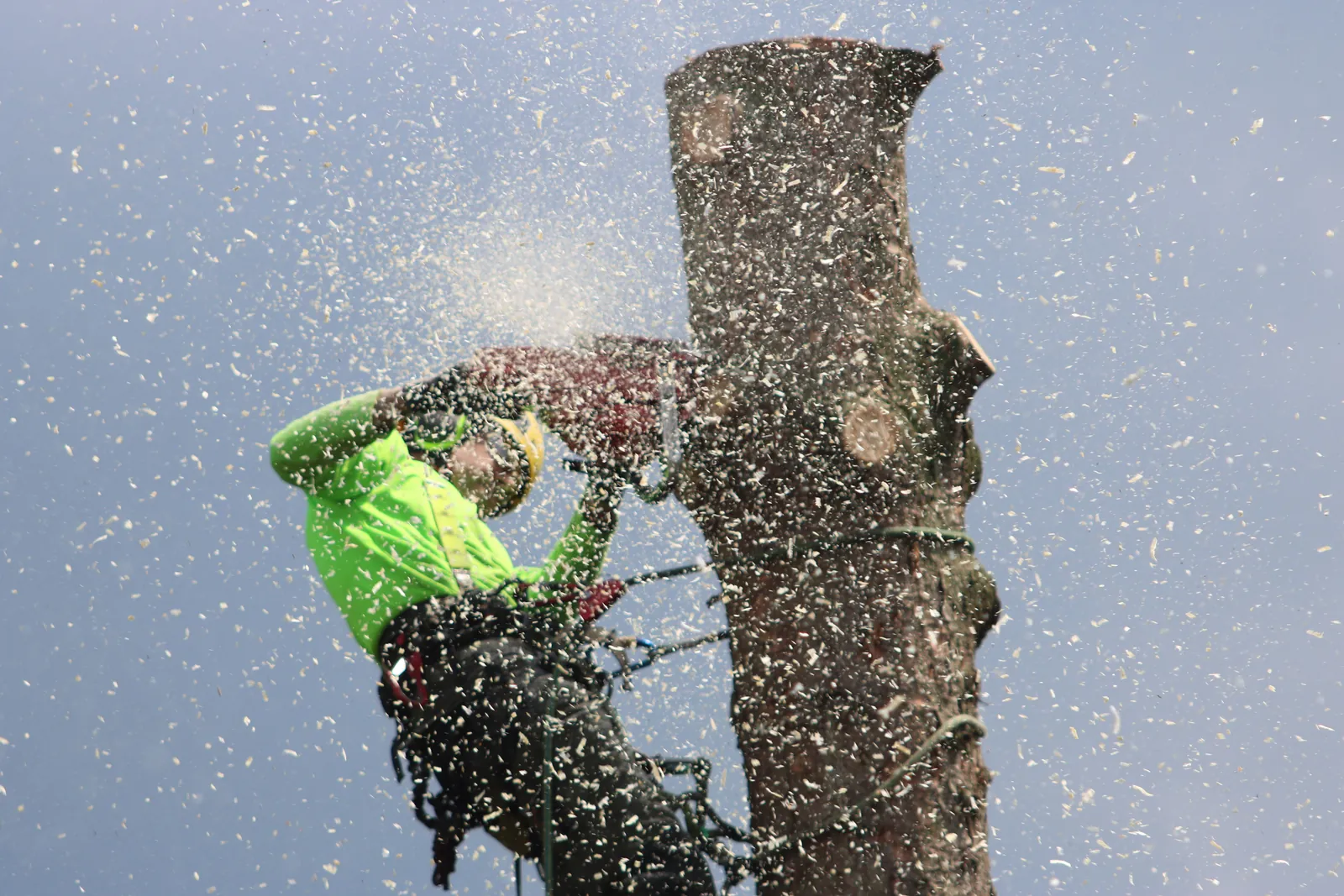 Tree Service services in Long Island, NY