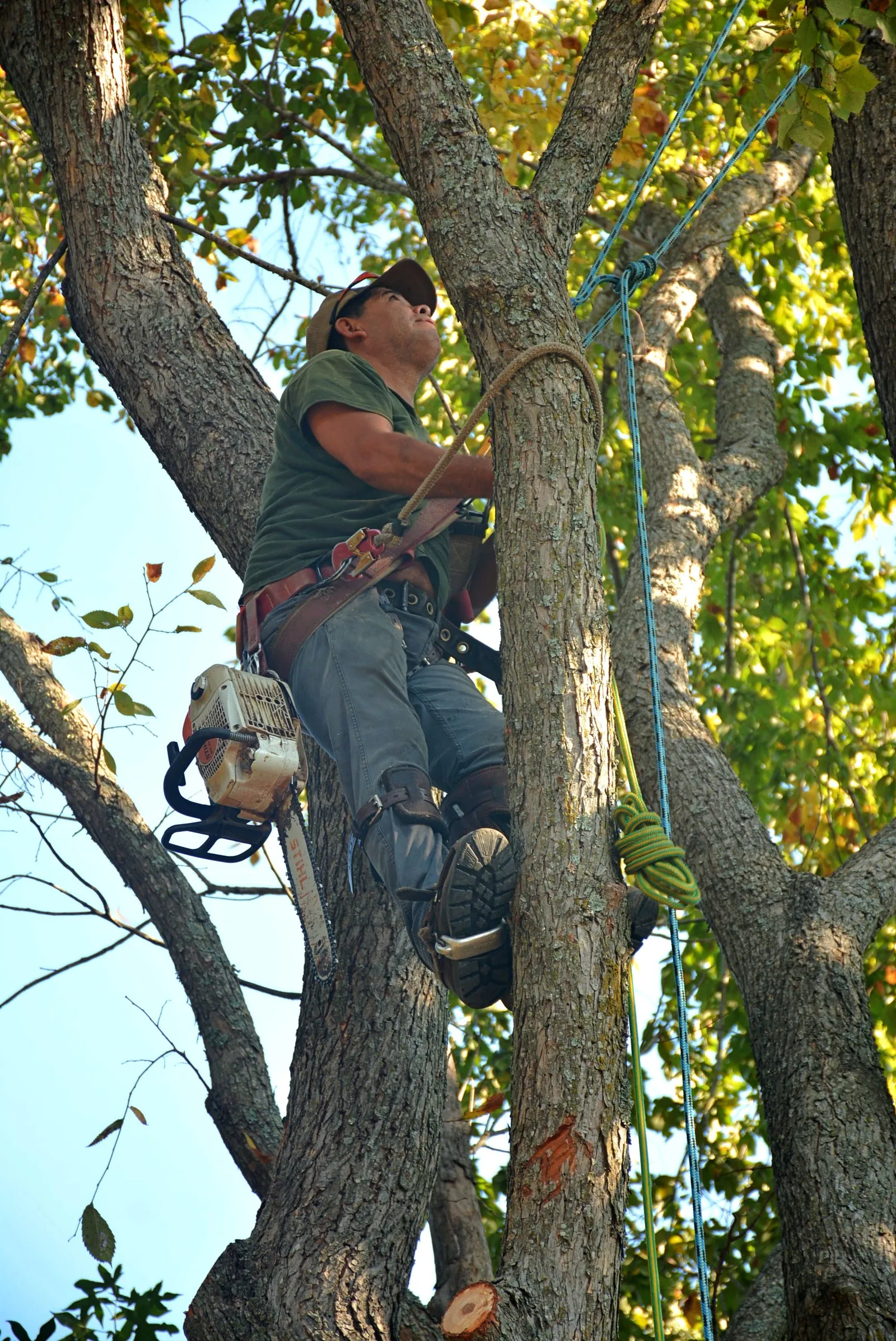 Tree Service in Long Island, NY