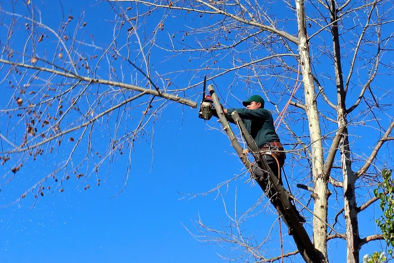 Tree Trimming in Long Island, NY
